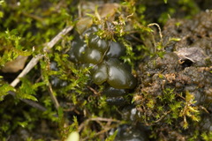 Amblystegium