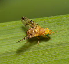 Tephritinae