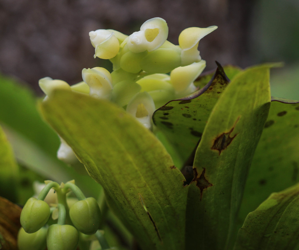 Dressleria helleri