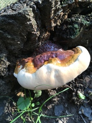 Ganoderma lucidum