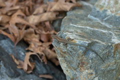 Podarcis muralis muralis