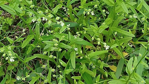 Image of Myosotis macrosperma by (c) Joan Chiasson, some rights reserved (CC BY-SA)