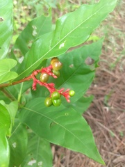 Rauvolfia serpentina