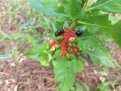 Rauvolfia serpentina