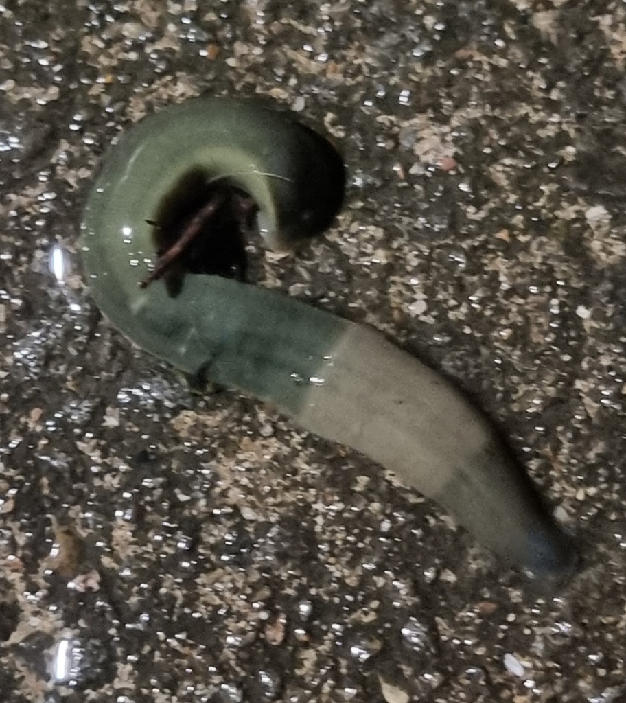 Dutrochet's land leech