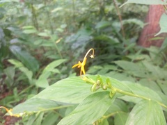 Globba marantina