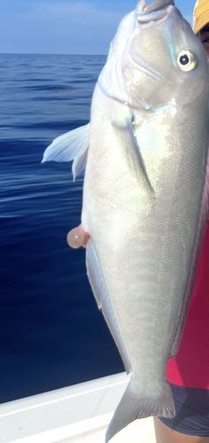 Blueline tilefish (Caulolatilus microps) — Malacanthidae
