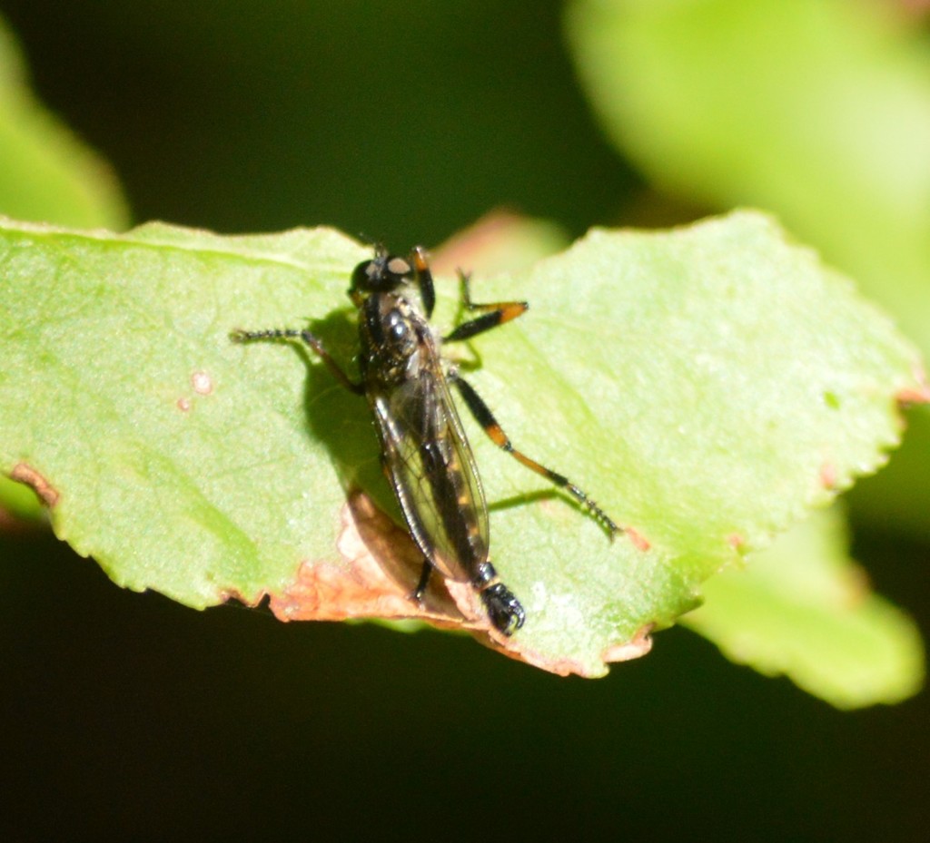 Nevadasilus