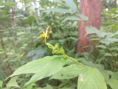 Globba marantina