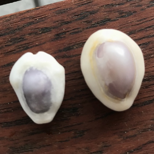 Monetaria moneta observed 2019-08-10