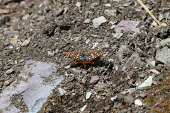 Euphydryas editha