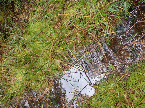 Carex coriacea observed 2025-04-09