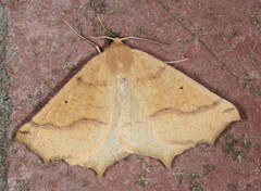 Prochoerodes truxaliata