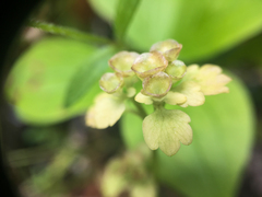Chrysosplenium tetrandrum
