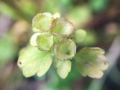 Chrysosplenium tetrandrum