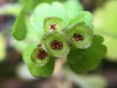 Chrysosplenium tetrandrum