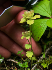 Chrysosplenium tetrandrum