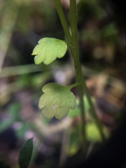 Chrysosplenium tetrandrum
