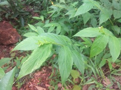 Globba marantina
