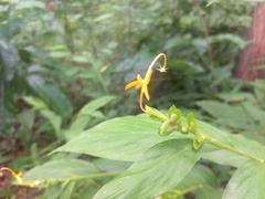 Globba marantina