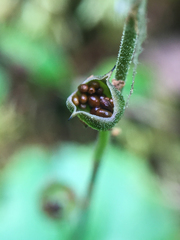 Mitella nuda