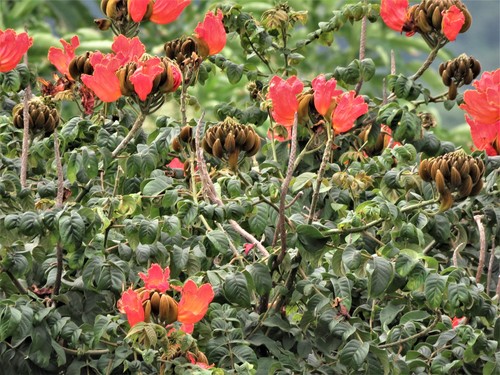 Spathodea campanulata