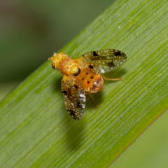 Tephritinae