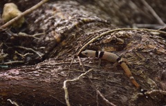 Sphaerodactylus glaucus