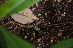 Sphaerodactylus glaucus