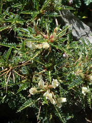 Astragalus genargenteus
