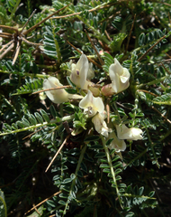 Astragalus genargenteus