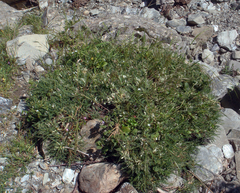 Astragalus genargenteus