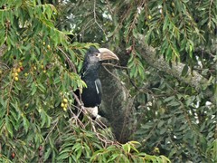 Bycanistes subcylindricus