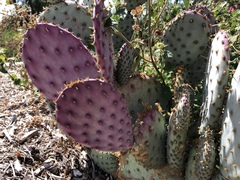 Opuntia santa-rita