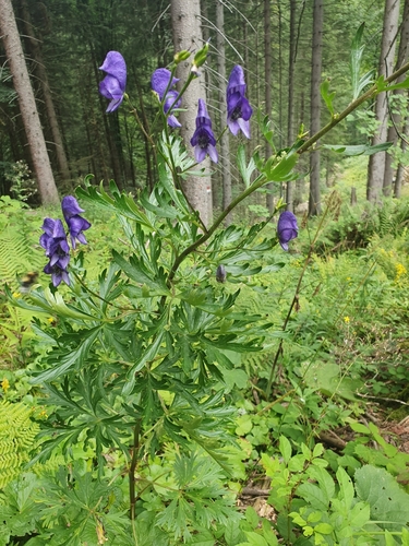 Aconitum napellus