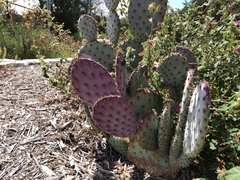 Opuntia santa-rita