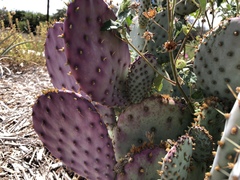 Opuntia santa-rita