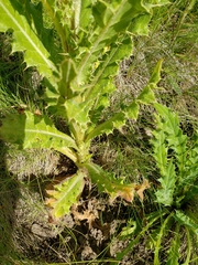 Cirsium parryi