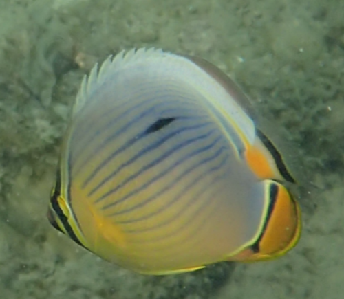 Indian Ocean redfin butterflyfish (Chaetodon trifasciatus) — Chaetodontidae — 2