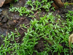 Callitriche cophocarpa