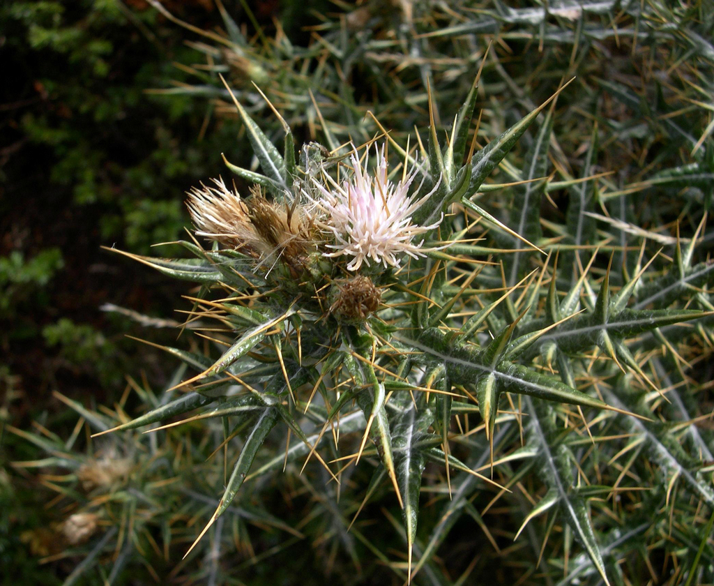 Lamyropsis microcephala