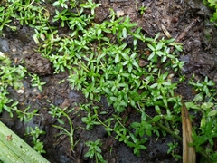 Callitriche cophocarpa