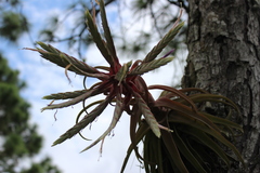 Tillandsia streptophylla