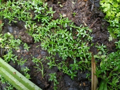 Callitriche cophocarpa