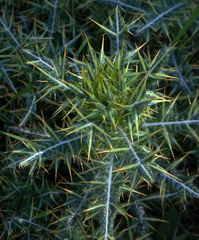 Lamyropsis microcephala