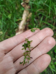 Callitriche cophocarpa