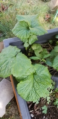 Geum