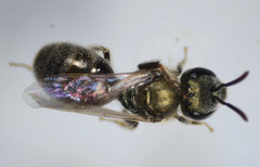Lasioglossum incompletum