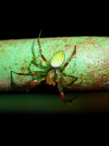 Araniella maderiana
