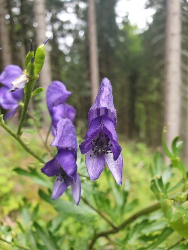 Aconitum napellus